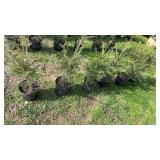 Norway Spruce (x6)