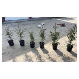 Norway Spruce (x6)