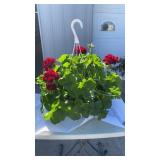 Large Burgundy Geranium Hanging Baskets