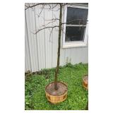 Pin Oak Tree