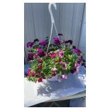 A Grape Time MixMaster Hanging Basket