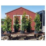 5 Green Giant Arborvitae Plants