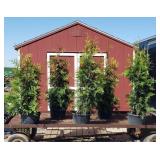 5 Green Giant Arborvitae Plants