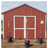 3 Honey Crisp Apple Trees