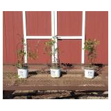 3 Happy Jack Purple Clematis Vine Plants