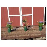3 Nubia Red Clematis Vine Plants