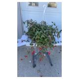 Trailing Fuchsia Hanging Basket