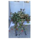Trailing Fuchsia Hanging Basket