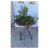 Trailing Fuchsia Hanging Basket
