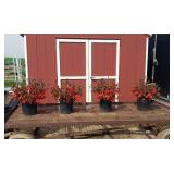 4 Hardy Evergreen Stewart Red Azalea Plants