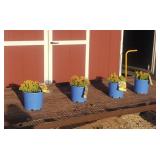 4 Dwarf Gold Globe Arborvitae Plants