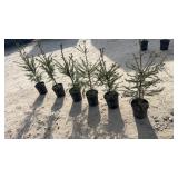Norway Spruce (x6)