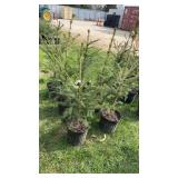 Norway Spruce (x6)