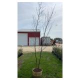 Canoe Birch Tree