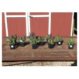 10 Dwarf Bumbleberry Rose Saliva Sage Plants