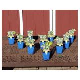 10 Yellow & Green Great Expections Hosta Plants