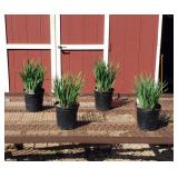 4 Purring Tiger Siberian Iris Plants