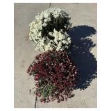 2 Garden Mums Have some Damage