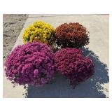 4 Garden Mums Mixed Colors