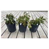 3-Peony Raspberry Sundae Plants