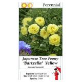 2 Japanese Yellow Bartzella Peony Trees
