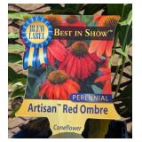 5 Dwarf Red Ombre Coneflower Plants