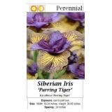 4 Purring Tiger Siberian Iris Plants