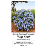 2 Rebloomer Popstar Blue Lacecap Hydrangea Plants