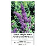 2 Frageant Purple Butterfly  Bush Plants