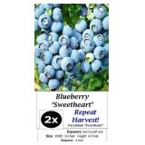 Blueberry Patch Collection