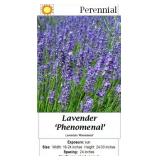 6 Frageant Blue Phenomenal Lavender Plants