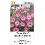 3 Hardy Pink Inner Glow Dinnerplate Hibiscus Plant