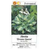 4 Green & Yellow Dream Queen Hosta Plants
