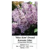 3 Dwarf Fragrant Lavender Pink Miss Kim Lilac Plan