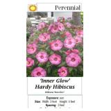 3 Hardy Pink Inner Glow Dinnerplate Hibiscus Plant