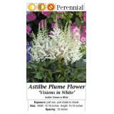 4 White Astilbe Vision Plume Flower Plants