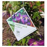 2 Purple Happy Jack Clematis Vine Plants