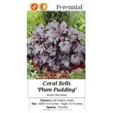 4 Plum Pudding Coral Bells Heuchera Plants
