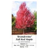 2 Brandywine Falle Red Maple Trees