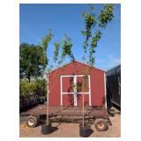 2 Ornamental Japanese Kwanzan Pink Cherry Trees