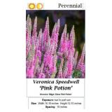 5 Pink Potion Veronica Speedwell Plants
