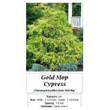 3 Gold Mop Cypress Plants