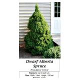 2 Dwarf Alberta Spruce Plants