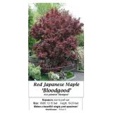 Japanese Bloodgood Red Maple Tree