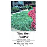 4 Groundcover Spreading Blue Rug Juniper Plants
