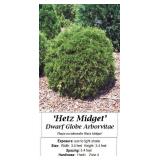4 Dwarf Globe Arborvitae Plants