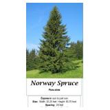 3 Norway Spruce Plants