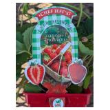 10 Everbearing Eversweet Strawberry Plants