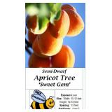 2 Sweet Gem Apricot Trees