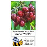 2 Stella Sweet Cherry Trees